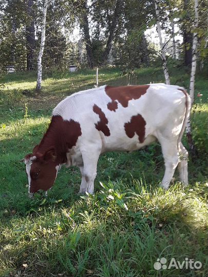 Коровы и телки стельные