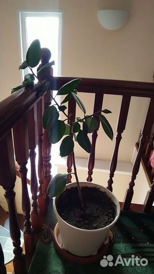 Большой комнатный цветок