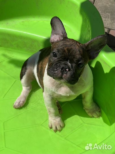 Французский бульдог щенок