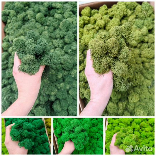 Стабилизированный мох ягель, плоский или кочки, от