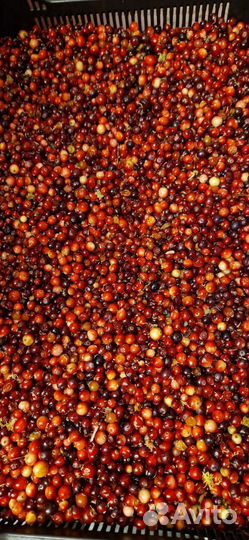 Клюква свежая Архангельская