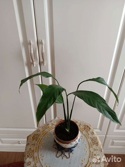 Спатифиллум