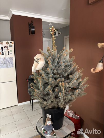 Голубая ель живая