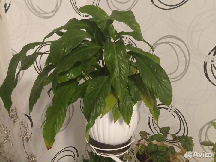 Спатифиллум