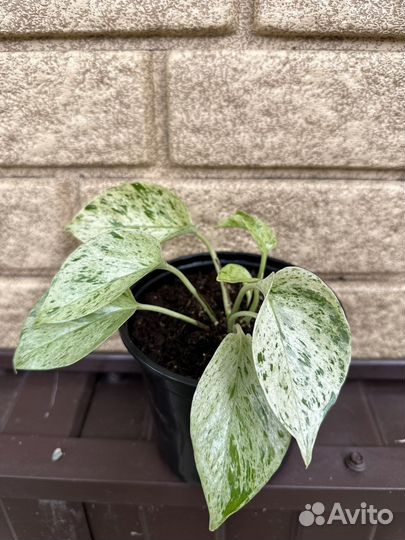 Филодендрон Сциндапсус Эпипремнум