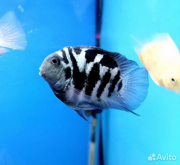 Рыбки сапфировый попугай