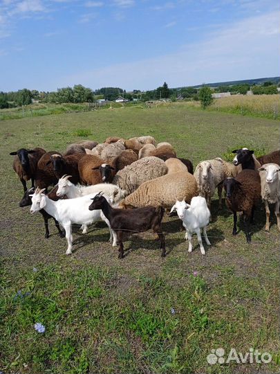 Овцы бараны ягнята