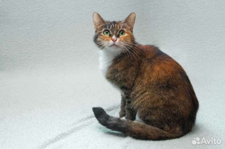 Кошка в дар