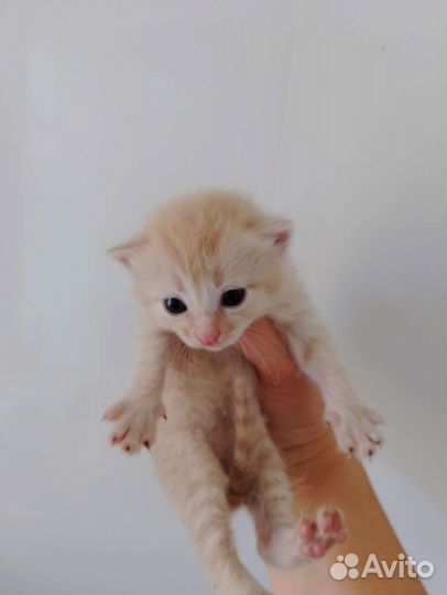 Котята в добрые руки бесплатно