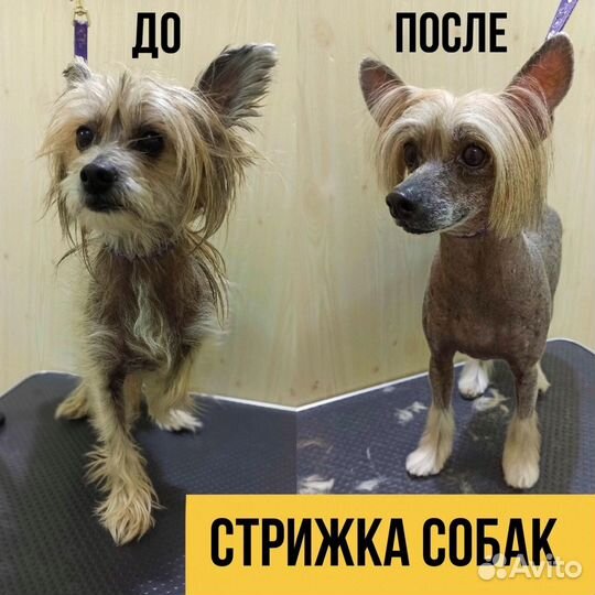 Ветеринарный врач. Круглосуточный выезд на дом