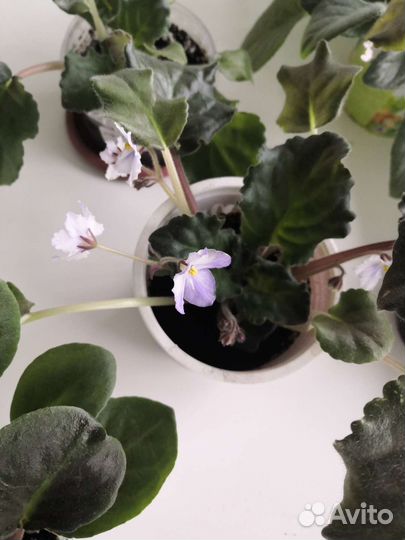 Фиалка нежно-сиреневая