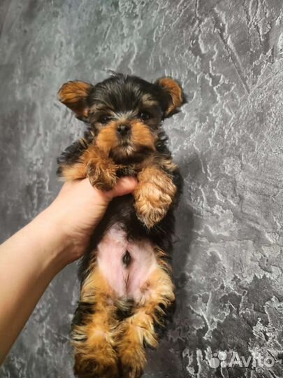 Йоркширский терьер