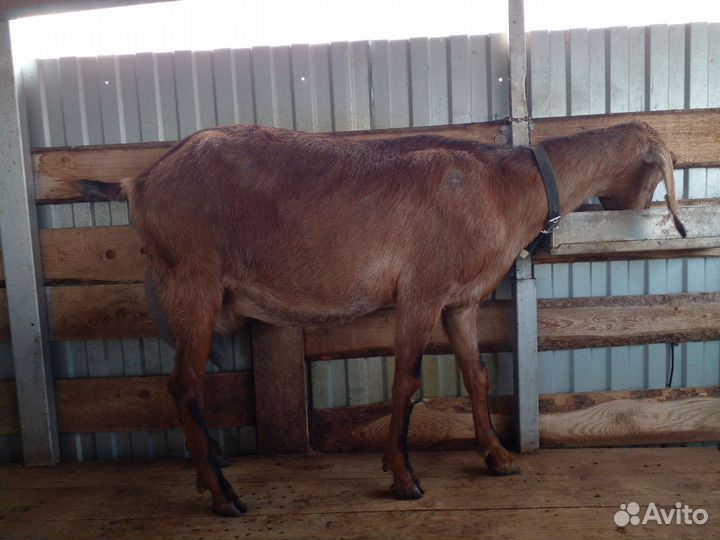 Коза дойная