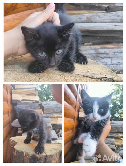 Кошка в дар бесплатно