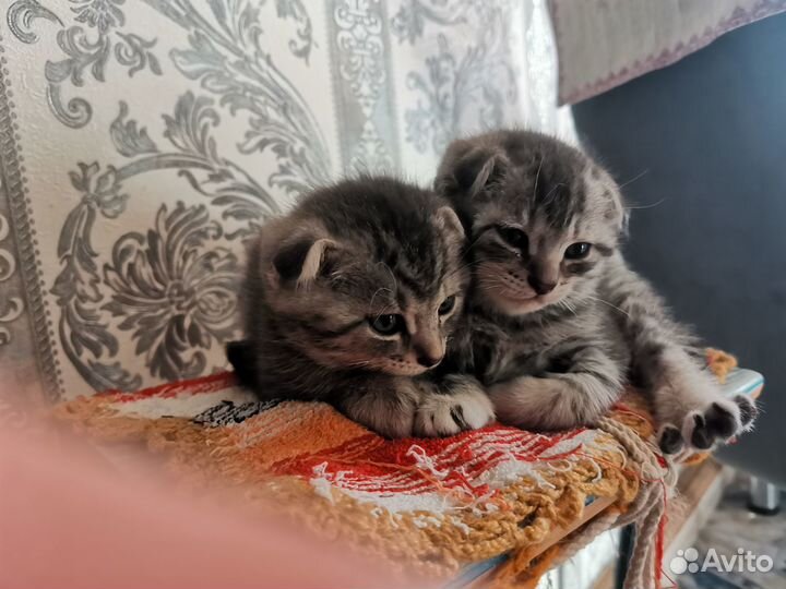 Шатланские вислоухие котята