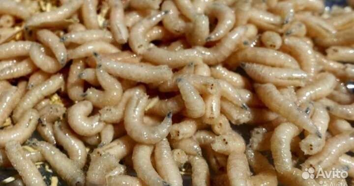 Опарыш, навозник и выползок без выходных