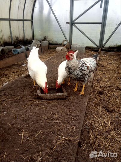 Петух, 4 мес, леггорн