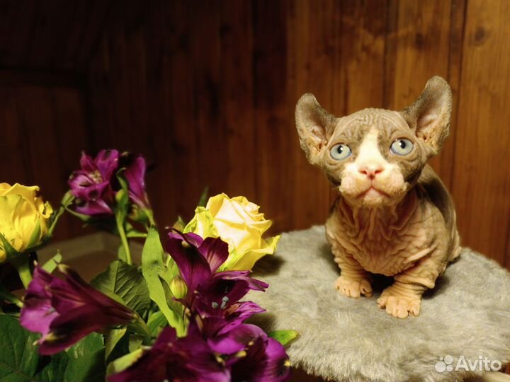 Котята породы Эльф, Двэльф и Бамбино