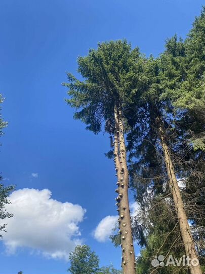 Спил деревьев, расчистка участков