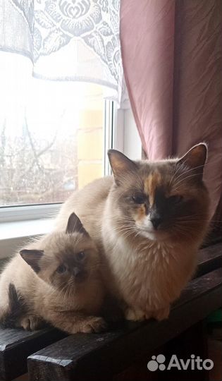 Сиамские котята