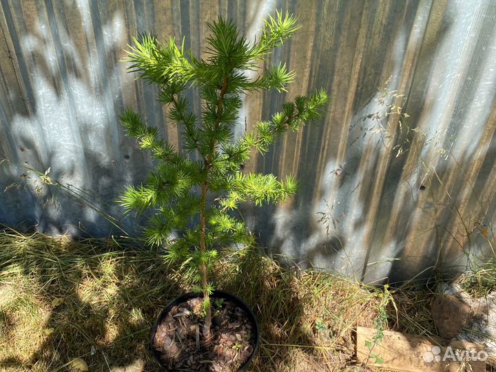 Лиственница японская (Кемпфера)