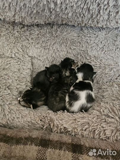 Котята сфинкс браш