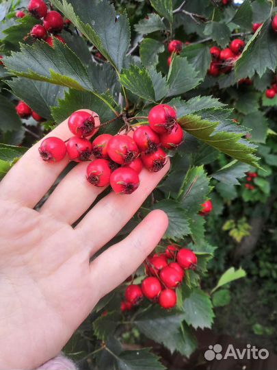 Боярышник плоды