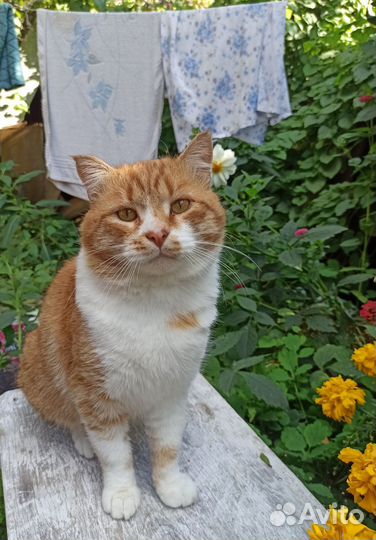 Котик ищет дом