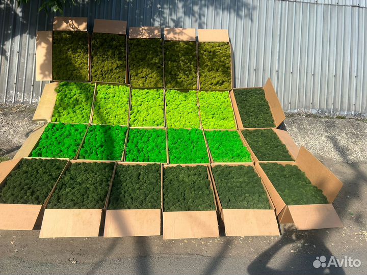 Стабилизированный мох или готовые панно, стены, от