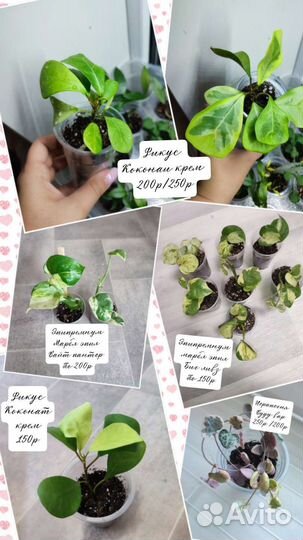 Комнатные цветы, хойя, Сингониум, фикус