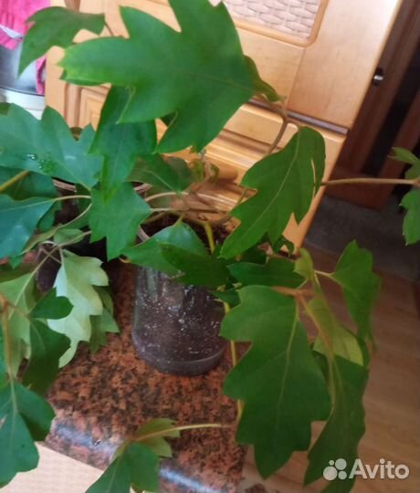 Комнатные цветы