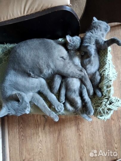 Котята с доставкой