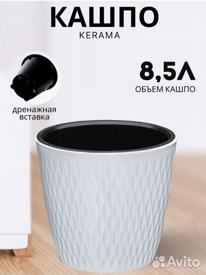 Пальма юкка