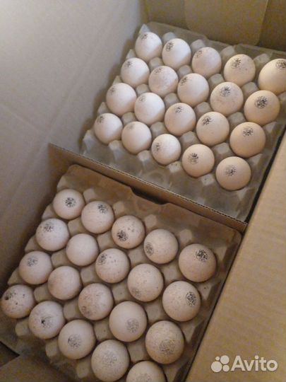 Цыплята Индюшата на майские