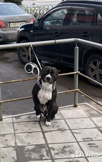 Жених амстафф