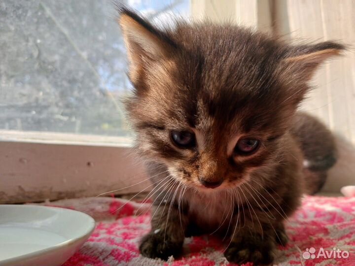 Котята