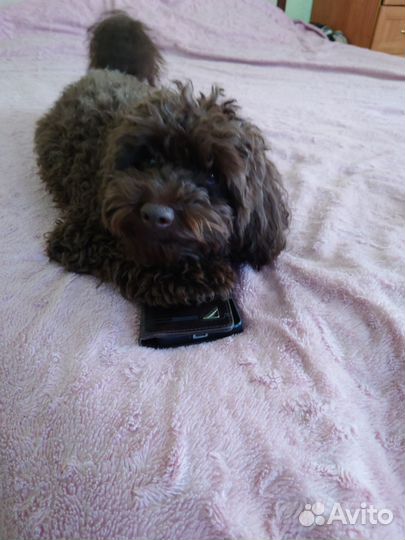 Карликовый пудель вязка с родословной