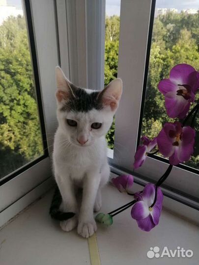 Кошечка 3 месяца