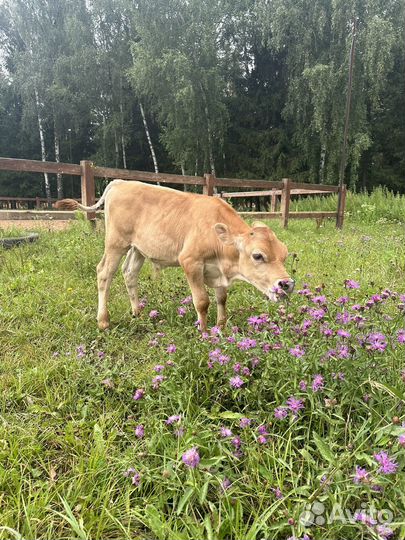 Телёнок джерсийской породы