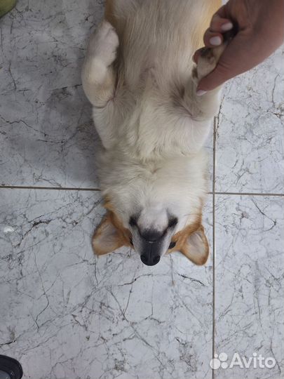 Вязка корги мальчик