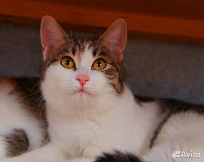 Кошечка Нора 5 мес