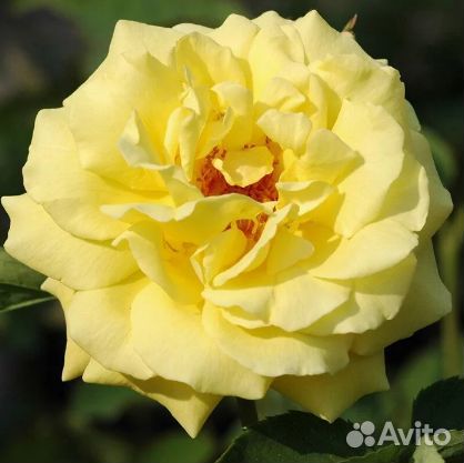 Саженцы роз и луковичные