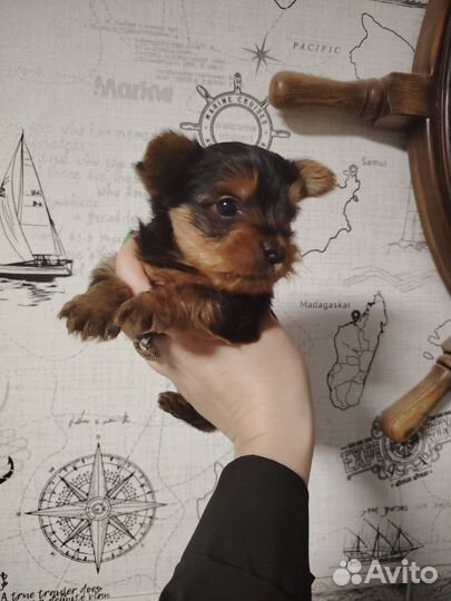 Йоркширский терьер мини беби фейс щенки