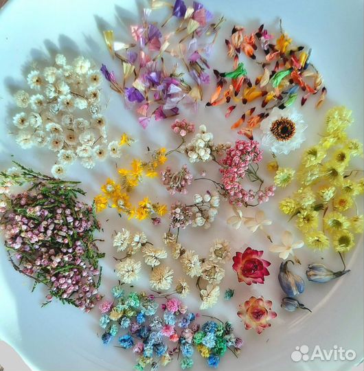 Мелкие сухоцветы для творчества самые красивые