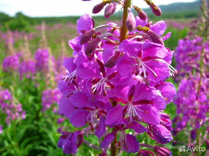 Лечебная целебная трава