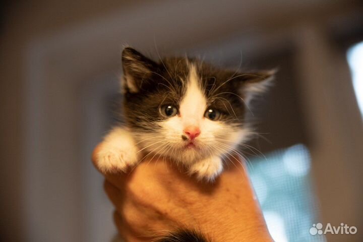 Котята