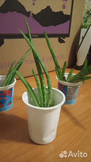 Алое лечебный