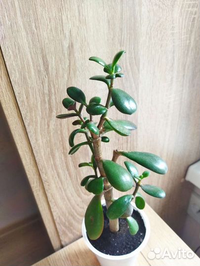 Толстянка Денежное дерево