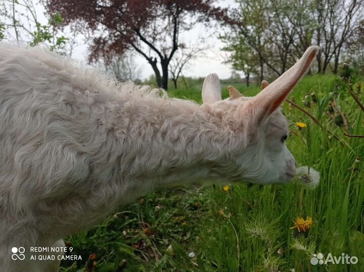 Козы козочки козлики козлята