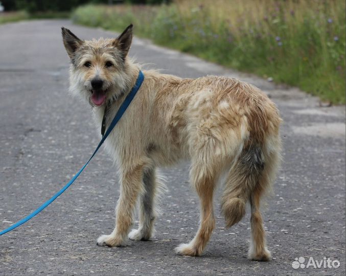 Собака Пчёлка